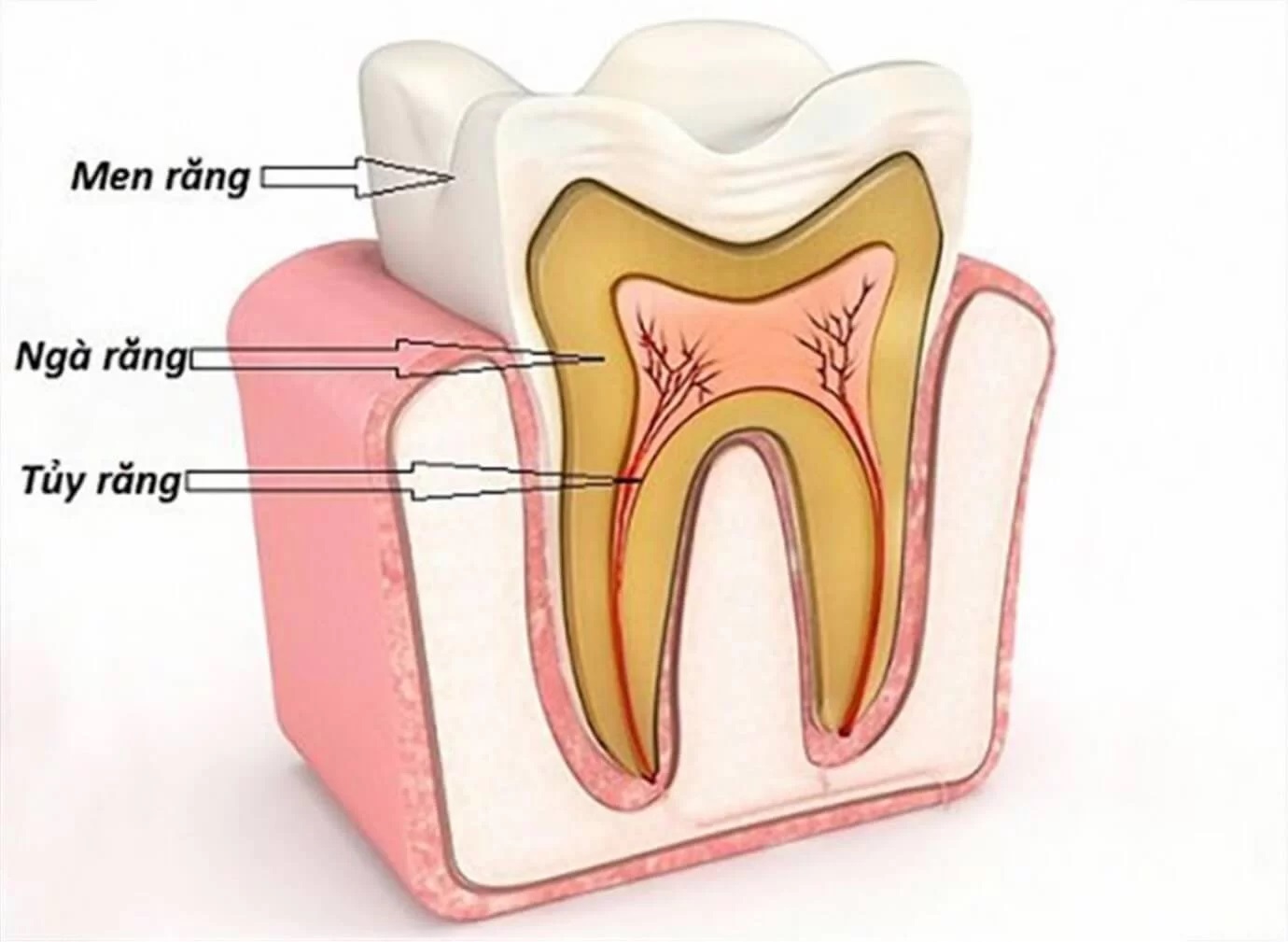 Tủy răng là gì? Một số bệnh lý về tủy răng