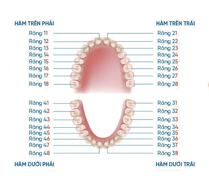 Cung răng là gì? Cách đọc và quan sát vị trí các răng